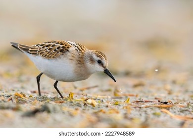  Bird Little stint (Calidris minuta) - Shutterstock ID 2227948589