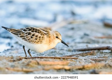  Bird Little stint (Calidris minuta) - Shutterstock ID 2227948591