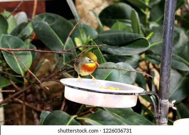 Bird - London Zoo