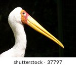 Bird with long beak