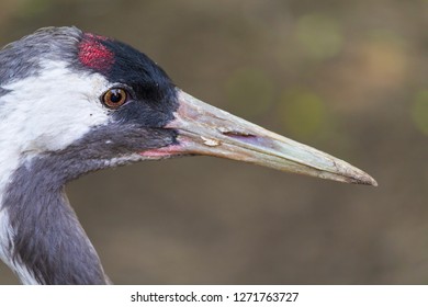 Great Red Headed Heron Images, Stock Photos & Vectors | Shutterstock