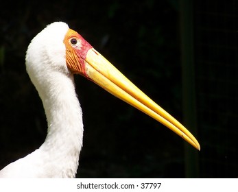 Bird with long beak