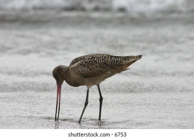 bird with long beak, long legs on the shore