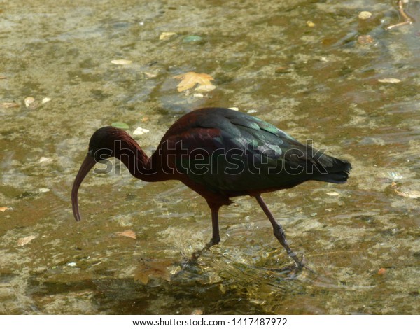 Bird Long Curved Beak Looking Something Stock Photo (Edit Now) 1417487972