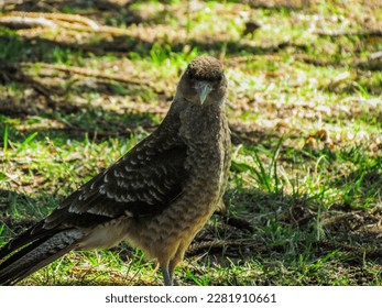 Bird Looking at the camera