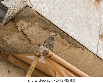 Bird Looking Right Lower Angle Overhang View