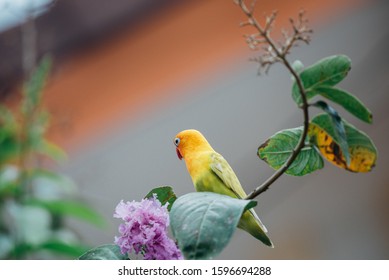 Bird (Lovebird, Disambiguation) Lovebirds are 13 to 17 cm. are among the smallest parrots, that are popular in aviculture perched on a tree in a nature wild