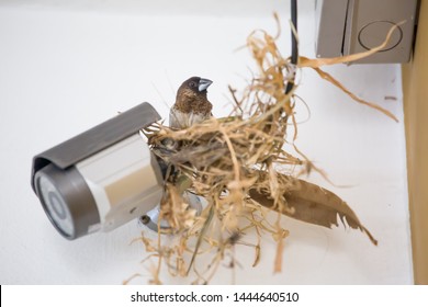 Bird Makes Nest On Cctv Camera Inside Building, A Big Problem For Resident, Bird Habit Might Bring Disease And Cause Health Problem. 