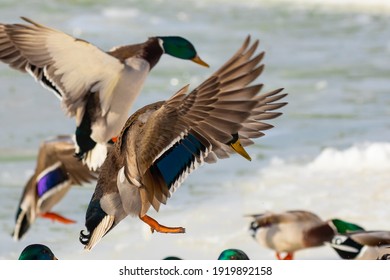 Bird. Mallard duck, drake  in flight
