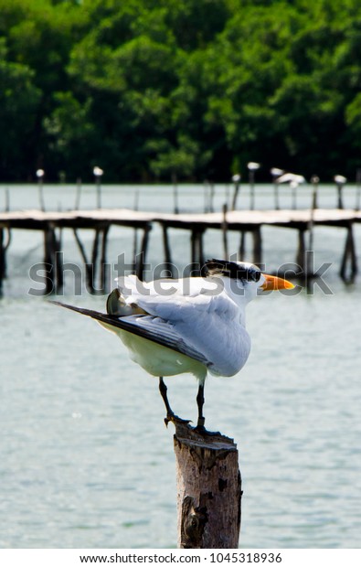 
Bird in
Mangrove