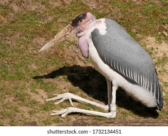 797 Marabu Images, Stock Photos & Vectors | Shutterstock