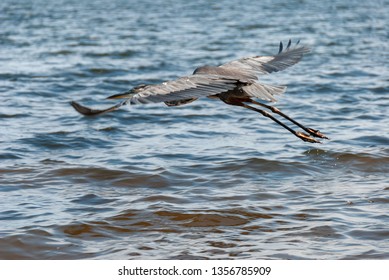 Bird In Mid Flight On The Pensacola Bay