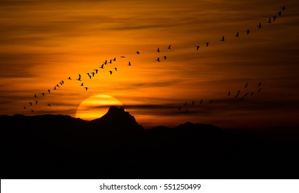 Bird Migration At Sunset - Greylag Geese In Burgenland Austria