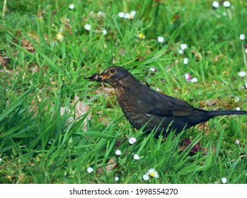 Bird With Moth In Mouth On Grass