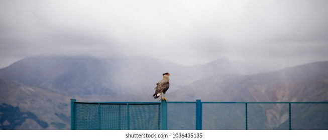 Bird at the Mountain