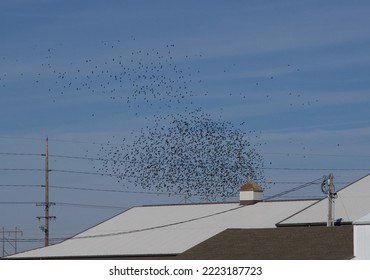 A Bird Murmuration Of Starlings Behind The White Roof Of A Building