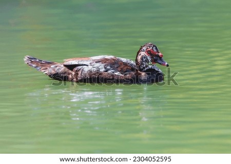 Bird - Muscovy Duck (Cairina moschata) outdoors