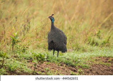 Bird In Nairobi National Park