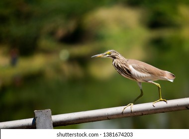 Bird Name Called Narai Kokku Stock Photo Edit Now 1381674203