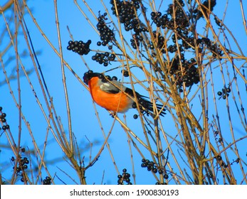 Bird Named As Eurasian Bullfinch,