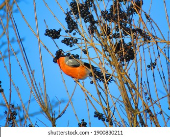 Bird Named As Eurasian Bullfinch,