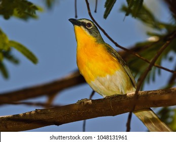 yellow arizona perch native known bird shutterstock vectors breasted chat