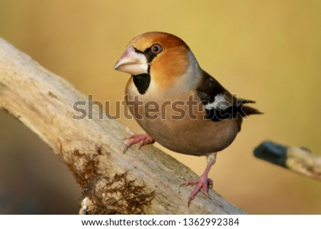 Similar – Image, Stock Photo Hawfinch