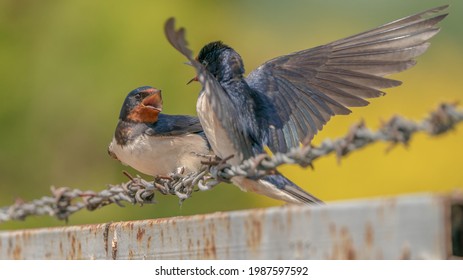 Bird Nature Robin Flying Long-tailed Tit 