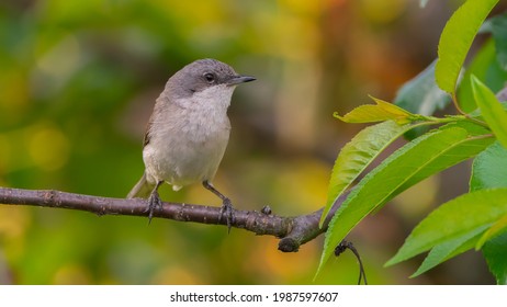 Bird Nature Robin Flying Long-tailed Tit 