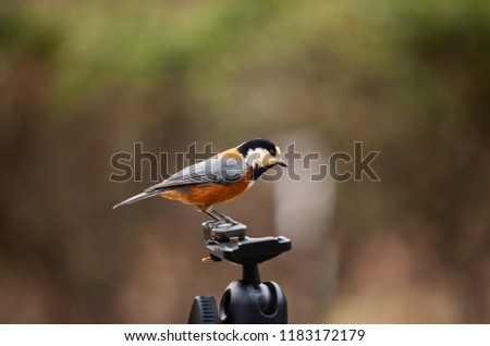 Similar – Image, Stock Photo Nuthatch (Sitta europaea)