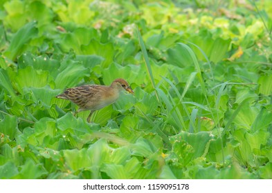 Bird In Nature White Browed Crake(Porzana Cinerea)