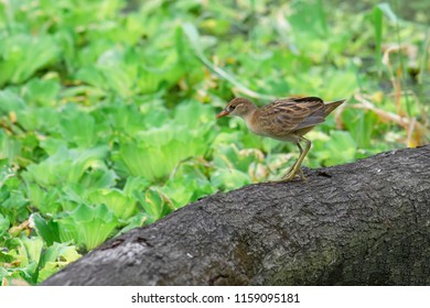 Bird In Nature White Browed Crake(Porzana Cinerea)