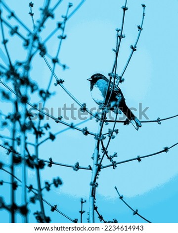 Similar – Foto Bild Meisenwinter (bunt) Vogel