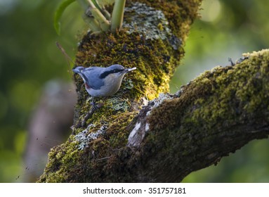 bird in nature,Chestnut-vented Nuthatch