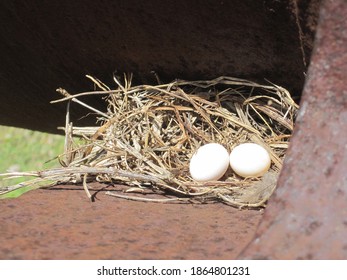 Bird Nest In Abandoned Sugarcane Mill