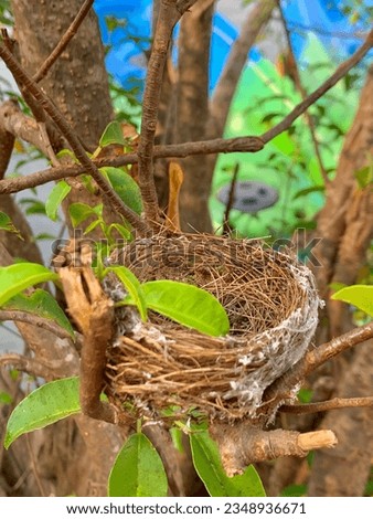 Bird nest | nest of birds | tiny birds nest | nest on trees