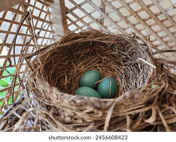 A bird nest with blue eggs inside