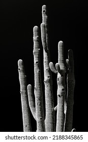 Bird Nest Filled Saguaro Cactus In Black And White With High Contrast