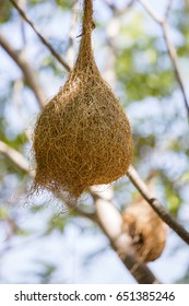 8,786 Bird branch hanging nest Images, Stock Photos & Vectors ...