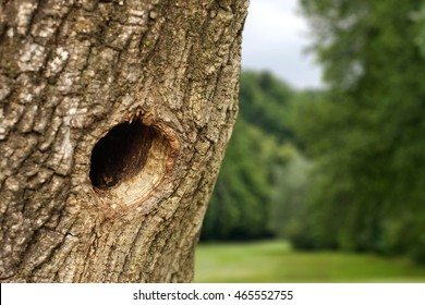 Bird Nest In The Hollow Tree Trunk