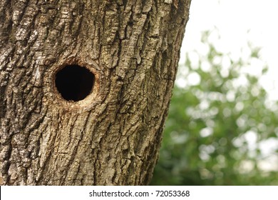 Bird Nest In Hollow Tree Trunk