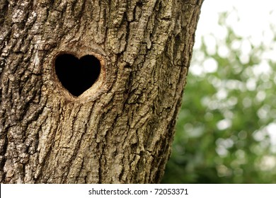 Bird Nest In Hollow Tree Trunk