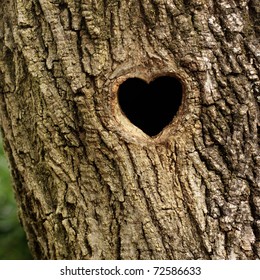 Bird Nest In Hollow Tree Trunk