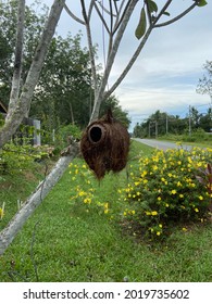 A Bird Nest Made Out Of Coconut Shell.