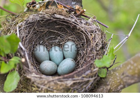 bird nest on tree branch with five blue eggs inside