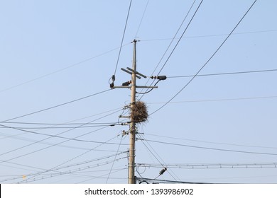 bird nest on utility pole with clear blue sky