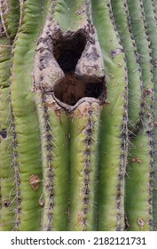 Bird Nest In Saguaro Cactus