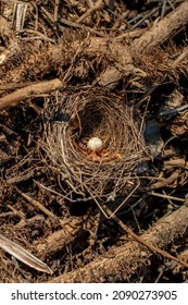 Bird Nest With Single Egg Entangled To Common Ivy (Hedera Helix) Branches. Selective Focus.