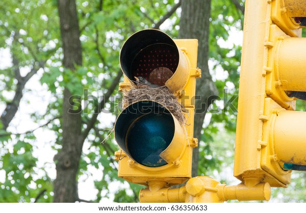 bird nest traffic\
light