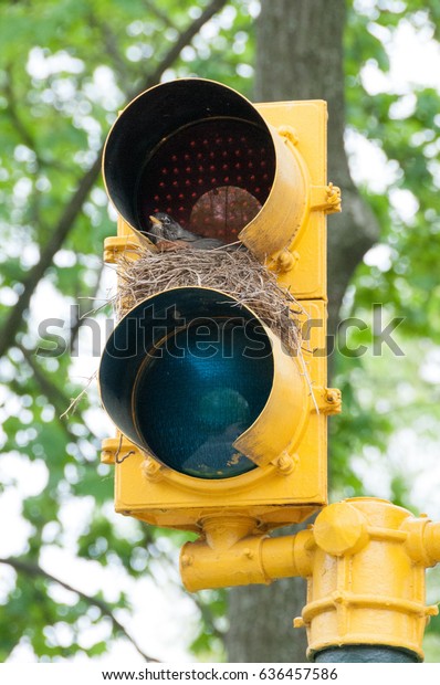 bird nest traffic\
light